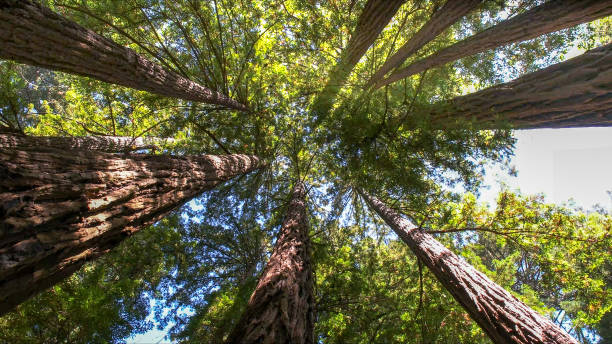 How Our Tree Care Process Works  in  Shady Side, MD